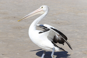 white pelican