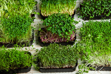 Micro greens perfect fresh vegetables, herbs and greens with high levels of antioxidants, vitamins, minerals and enzymes