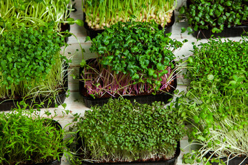 Micro greens perfect fresh vegetables, herbs and greens with high levels of antioxidants, vitamins, minerals and enzymes