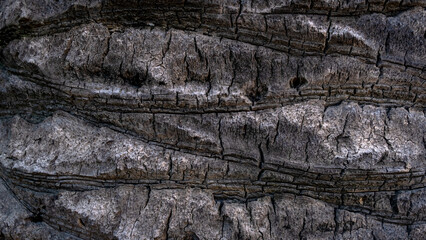Close-up of the texture of a tree.
