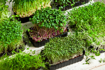 Micro greens perfect fresh vegetables, herbs and greens with high levels of antioxidants, vitamins, minerals and enzymes
