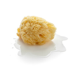 Single natural bath sponge in a puddle of water isolated on white background