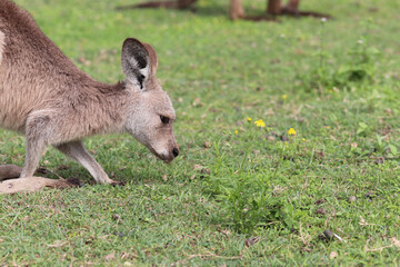 kangaroo in the grass