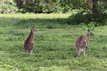 kangaroo and baby