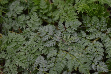 Green Leaves