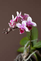 pink orchid on a brown background
