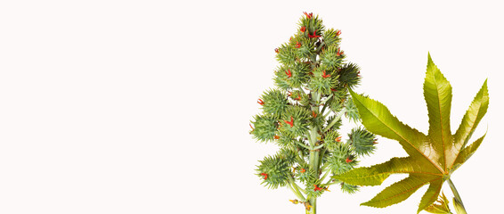 Ricinus communis - The castor bean or higuerilla is a shrub with a large and woody stem