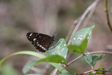 butterfly on a flower