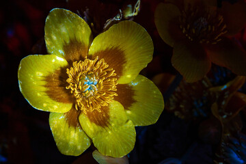 yellow flower in ultraviolet light on a dark background