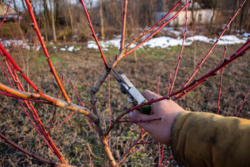 Picker. Pruning trees. Peach. Work in the garden.