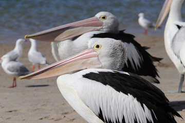 pelicans on the beach