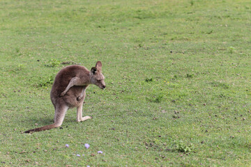 kangaroo and baby