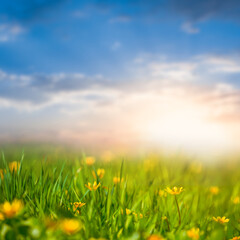Fototapeta na wymiar beautiful green prairie with flowers at the sunset