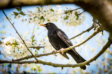 Amsel