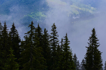 fir tree forest growth in misty mountain valley