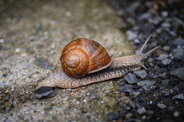Schnecke