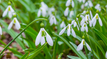 closeup white snowdrop growth in a forest, beautiful spring flower background