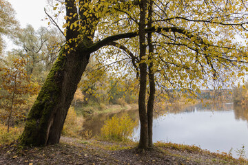 Autumn park with river running down in autumnal forest