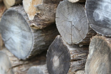 Naklejka premium Fresh cut forest wood