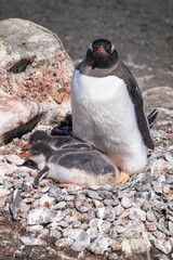 Fototapeta premium Penguins with it's babies in King George Island of Antarctica.