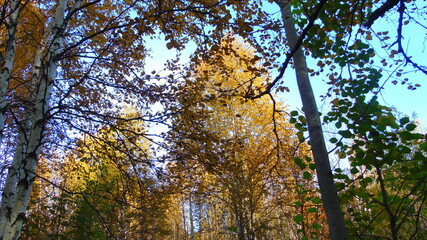 tree in autumn