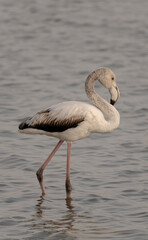 flock of flamingos in their natural ecosystem
