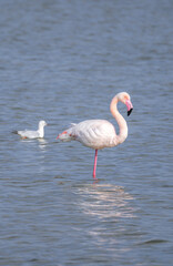 flock of flamingos in their natural ecosystem
