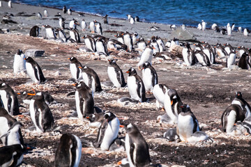Penguins with it's babies in King George Island of Antarctica.