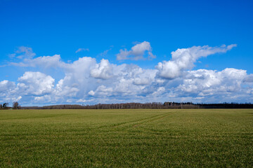 Obraz premium country landscape with green meadow and blue sky above