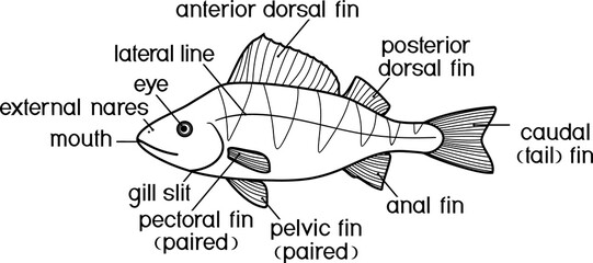 Coloring page with fish external anatomy. External structure of perch (Perca fluviatilis)