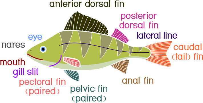 Fish external anatomy. External structure of perch (Perca