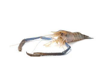 Giant freshwater prawn, Fresh shrimp isolate on white background.