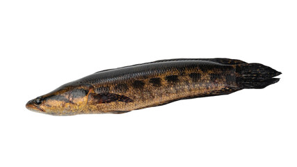 Blotched snakehead fish isolated on white background with clipping path.