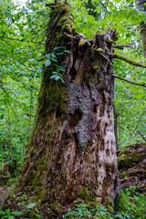 Fototapeta premium old dry tree trunk stomp in forest for wood logs
