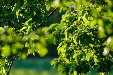 green forest lush with leaves, foliage and bush texture in summer