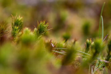 floreciendo  bosque  verde 