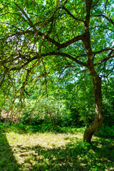 green forest lush with leaves, foliage and bush texture in summer