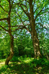 green forest lush with leaves, foliage and bush texture in summer