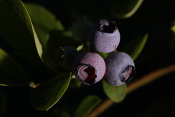 three blueberries on a branch
