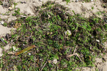 Wild plants from the sea left on the shore