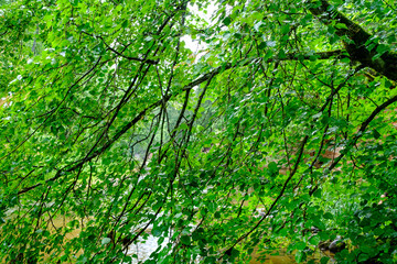 green forest lush with leaves, foliage and bush texture in summer