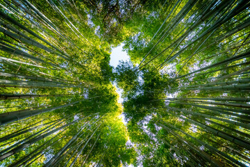 Der Bambuswald von Arashiyama in Kyoto
