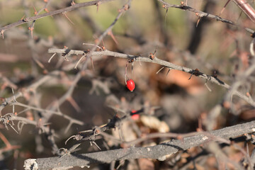 Purple Japanese barberry