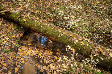 old dry tree trunk stomp in forest for wood logs