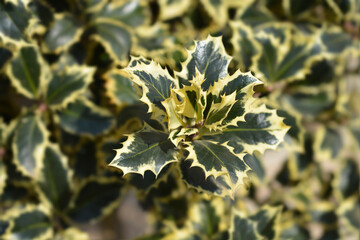 Variegated English Holly