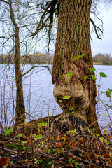 old dry tree trunk stomp in forest for wood logs