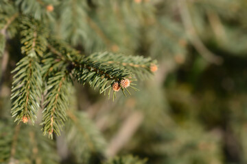 Colorado blue spruce