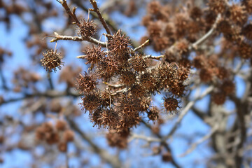 American sweetgum
