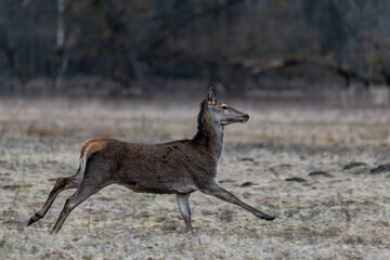 Female deer in a clearing near the forest
