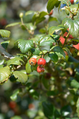 Downy hawthorn